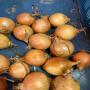 POMMES DE TERRE- OIGNONS- HARICOT 