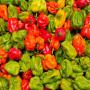 VENTE DE FRUIT ET LEGUMES : PIMENT, GOMBOS, ...