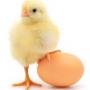 poussin pondeuse 