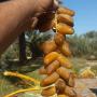 DATTES D'ALGERIE TOLGA BISKRA DEGLET NOOR