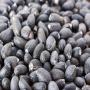 Graines de jatropha curcas