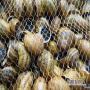 Gros escargot gris - HELIX ASPERSA MAXIMA