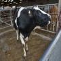Fournisseur g&eacute;nisses et de vaches - Europe Betail