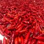 Vente de piment rouge et long et piment bec d' oi