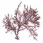 Algues rouge (Gelidium)