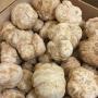 Truffe zoubaidi blanche fra&icirc;che 