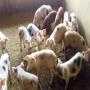 vente de cochons de races européennes
