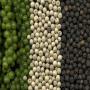 POIVRE - PIMENT - GINGEMBRE- NIGELLE 