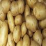 Fresh Potatoes from  Morocco
