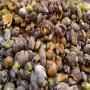 Fibre de Coco brut en quantit&eacute; &agrave; vendre