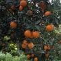 ORANGES