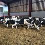 40 TB Res Holstein Friesian Cross Calves