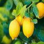 Citron frais du Maroc 