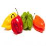 Produits bio made in cote d'ivoire (West africa)