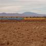 100 tonne de Bulbes d'oignon rouge en stock