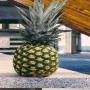 Nouvelle r&eacute;colte Ananas 🍍