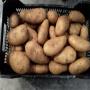 POMME DE TERRE 
