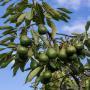 Avocat Hass du Maroc pour l'exportation