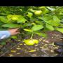 Citronniers