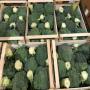 Brocoli bio export