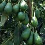 Avocat Hass du Maroc a vendre
