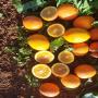 orange sanguine