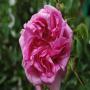 Huile essentielle rose de Damas