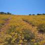 Immortelle plante s&egrave;che   HELICHRYSUM ITALICUM 