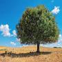 huile d'argan