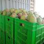 mangue kent 