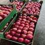 pommes de pologne 