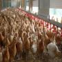 Recherche de financement pour une ferme avicole