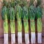 Spring onion.