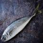Sardine maquereau chinchard anchois