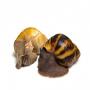 Bave d'escargot disponible