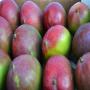 Mangue Kent pour Maroc et EUROPE 