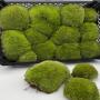 Mousse  de foret 