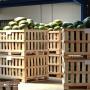 Exportation des past&egrave;ques 