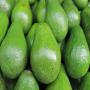 Avocat Hass