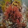Gelidium red seaweed supplier