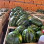 Vente des  past&egrave;ques et Fruits du Maroc 
