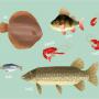 poissons sur commande