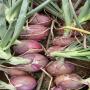 Onion rouge quality export au S&eacute;n&eacute;gal 
