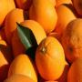 Oranges , cl&eacute;mentines et agrumes d'Afrique du Sud
