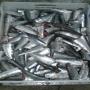Frozen fish's  supplier Morocco 
