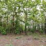 vente de tecks sur 3 hectares