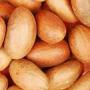 Garcinia cola (petit cola )disponible 