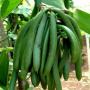 grossiste en gousse de vanille d'indonésie (java)