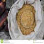 soja et acajou