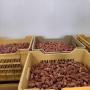 Animal feed : Deglet nour dates 